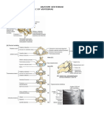 Anatomi Vertebra