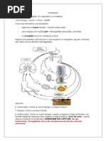 Resumen - Nematodos