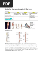 Anatomy Prosection Lower Leg