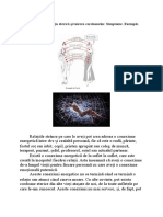 Corzile Energetice