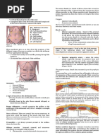 Anterior Abdominal Wall - Dr. Bea (KK)