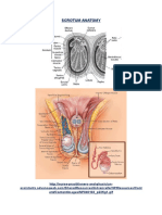 Scrotum Anatomy and Scanning Technique