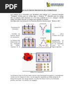 Informe 6 Terminales