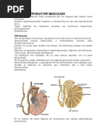 Sistema Geniturinario