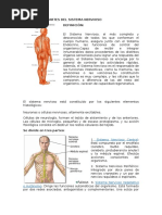 Definición y Partes Del Sistema Nervioso