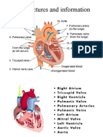 Heart Pictures and Information