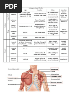 Upper Limb Muscles