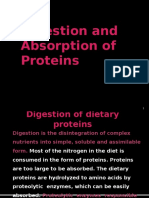 Protein Digestion