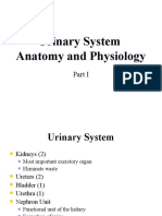 Urinary System: Anatomy and Physiology