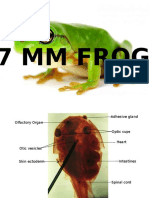 7mm Frog ATLAS 2