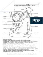 Plant Cell Color Page Worksheet and Quiz Ce