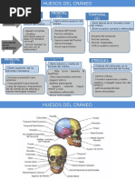 Huesos Del Cráneo