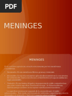 2 Meninges