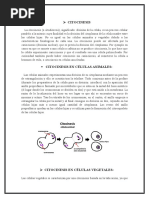 Citocinesis