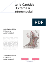 Arteria Carotida Externa