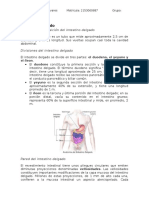 Intestino Delgado e Intestino Grueso