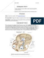 Oculomotor Nerve