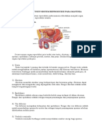 Organ Penyusun Sistem Reproduksi Pada Manusia