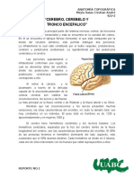 REPORTE 1 Cerebro, Cerebelo y Tronco Enfalico