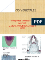 Histología Vegetal