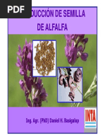 Produccion de Semilla de Alfalfa