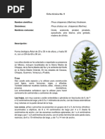 FT. 8 Pinus Chiapensis