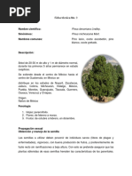 FT. 9 Pinus Devoniana