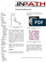 Normal Erythrocyte1