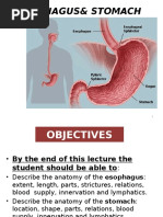 Esophagus and Stomach