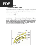 Marco Teórico-Lesión Del Plexo Braquial