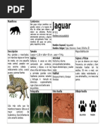 Ficha Completa Jaguar