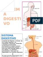 Sistema Digestivo Derecho