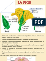 Flor, Fruto y Semillas