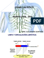 Sistema Linfatico 