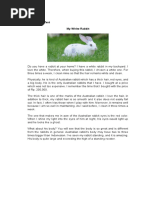 Descriptive Text My White Rabbit