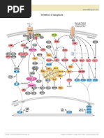 Inhibition of Apoptosis: TNF-α Survival Factors: Growth Factors, Cytokines, etc