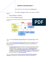 Aparato Respiratorio y Digestivo