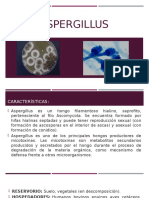 Aspergillus