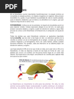 En La Fotosíntesis Ocurren Importantes Transformaciones