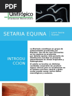 Setaria Equina