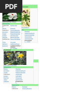 Clasificacion Plantas