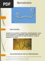 Diapositiva Sobre Los Nematodos