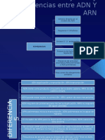 Semejanzas y Diferencias Entre ADN Y ARN