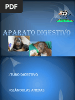 Digestivo 1