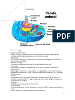 Celula Animal y Vegetal Partes y Funciones