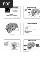 Chapter 19 Brain