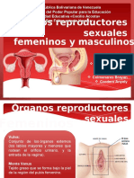 Organos Reproductores Sexuales Masculinos y Femeninos