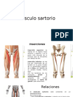 Músculo Sartorio