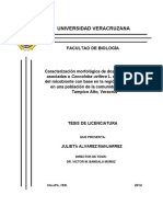 Caracterización Morfológica de Dos Ectomicorrizas Asociadas a Coccoloba Uvifera e Identificación Del Micobionte Con Base en La Región ITS Del ADNr, Población de La Comunidad La Ribera, Tampico Alto, Veracruz