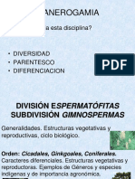 Division Gimnospermas